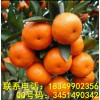 湖南柑橘苗价格，湖南柑橘苗种植技术，湖南柑橘苗管理