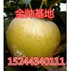 15244340111大量优质黄元帅苹果基地直供