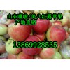 今日山东省大量优质红露苹果产地销售