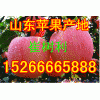 【15266665888】山东红星苹果红冨士大量上市