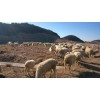 福建羊肉屠宰厂温州活羊交易市场温州羊肉交易市场军袍农业供