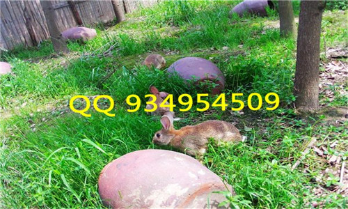 上海附近野兔养殖基地