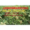 山西运城哪里有1年油用牡丹苗价格2年油用牡丹苗