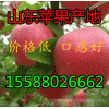 【哪里苹果最便宜 ，口感好】15588026662