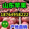 供应苹果批发价格 红富士苹果产地 山东苹果市场行情