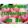 山东红富士苹果价格15266669339