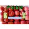 今日山东省红富士苹果销售