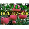 【山东最近红富士苹果多钱一斤】