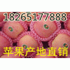 【山东今日红富士苹果批发价格】