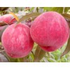 新品种桃树苗|河南美图果树苗木基地|最早熟桃品种