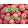 山东红富士苹果产地供应价格便宜