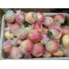 急售产地红富士苹果，批发0.50/斤
