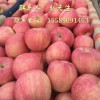 山东红富士苹果已上市，大量供应
