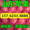 山东苹果基地低价供应精品富士１５７６２３３８８８８