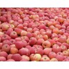 今日山东省苹果价格优质红富士苹果供应