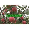 今日山东省大量红富士苹果价格