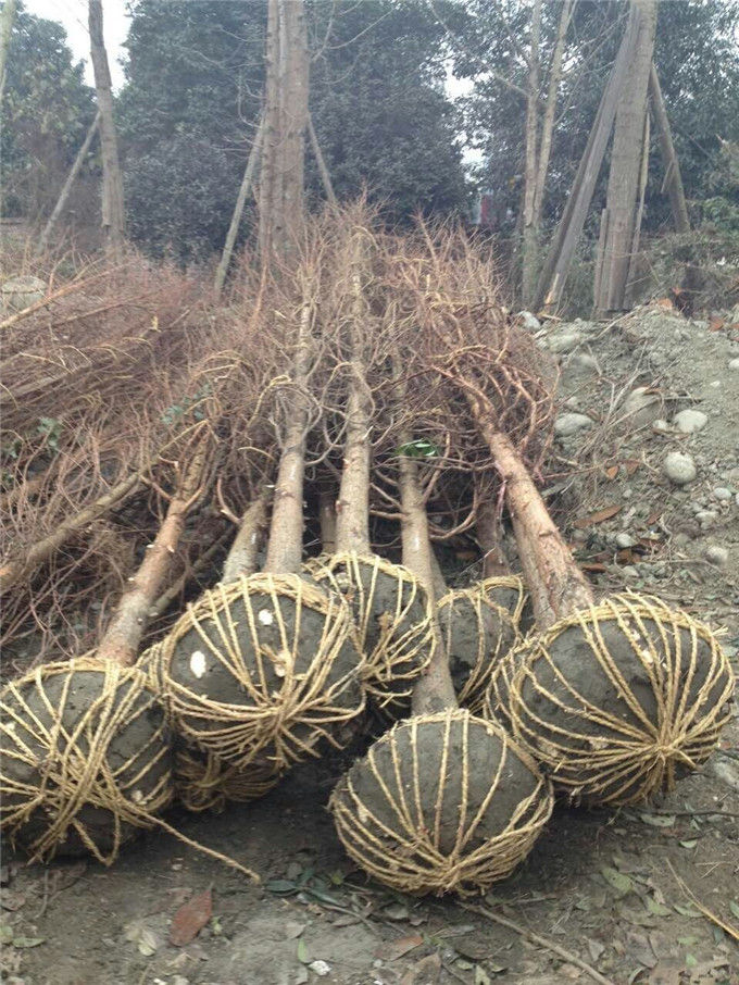 四川成都水杉基地苗圃批发厂家买水杉首选崇德园林