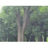 大规格绿化树木：潍坊绿化苗木供应基地哪家好