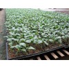 潍坊优质的黄瓜育苗基质哪里有供应_营养丰富的黄瓜育苗基质