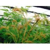 1.8公分红油香椿苗_供应山东销量好的红油香椿苗