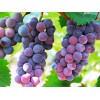 葡萄采摘厂家：哪里能买到成活率高的葡萄