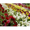 潍坊价位合理的花卉·厂家直销|月季花