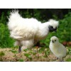 辽宁白羽乌鸡——哪里有供应价位合理的白羽乌鸡