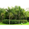 宁波布迪椰子树|抢手的布迪椰子种植推荐