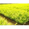 供应山东销量好的绿化苗木|北海道黄杨种植基地