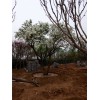 白丁香图片_想要实惠的丁香树就来青州顺地苗木