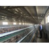 聊城有品质的青年鸡供应：山东青年鸡养殖厂