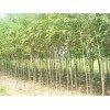 超值的竹柳出售——种植竹柳
