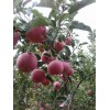 山东果园水晶红富士苹果采摘价格13176070985