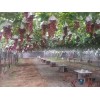 红巴拉多葡萄苗种植|供应山东质量好的葡萄苗