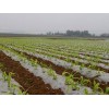 南宁保温保墒农用地膜，优质的玉米地膜就在南宁市晟和兴塑胶