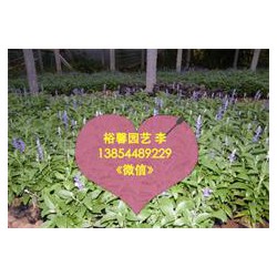 【鼠尾草】鼠尾草采购/供应-鼠尾草价格//鼠尾草批发尽在【青州裕馨】