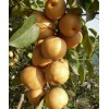 想要高纯度梨树苗就来一边倒果树研究所：内蒙梨树苗