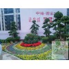 杭州哪里有提供优惠的绿植租摆 植物租赁供应商