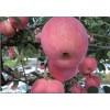 精品矮化苹果苗出售，江苏矮化苹果苗