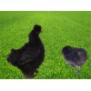 锦州优质的黑羽乌鸡供应    _海南母猪产床