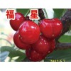 供应山东物超所值的大果型甜樱桃新品种-福星——易种植的大果型甜樱桃苗