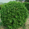 红王子锦带小苗：病虫害低的绿化苗木出售