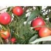 日照9602桃树苗 价位合理的9602桃树苗就在兴民果树苗木