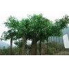 漳州景观榕树价格——产量好的批发景观榕树