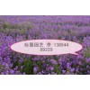 哪里买到优质蓝香芥？蓝香芥专业培育基地《裕馨园艺》