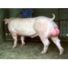 清海种猪场出售新品长白种猪，长白猪报价