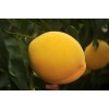 澳门黄金桃新品种 优质的黄金桃新品种出售