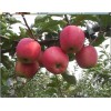 供应山东优质的矮化苹果苗 江西矮化苹果苗