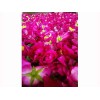 天津玫瑰——优质的玫瑰花哪里有供应