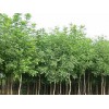 青州春雨苗木专业供应8-10公分白蜡，烟台8-10公分白蜡